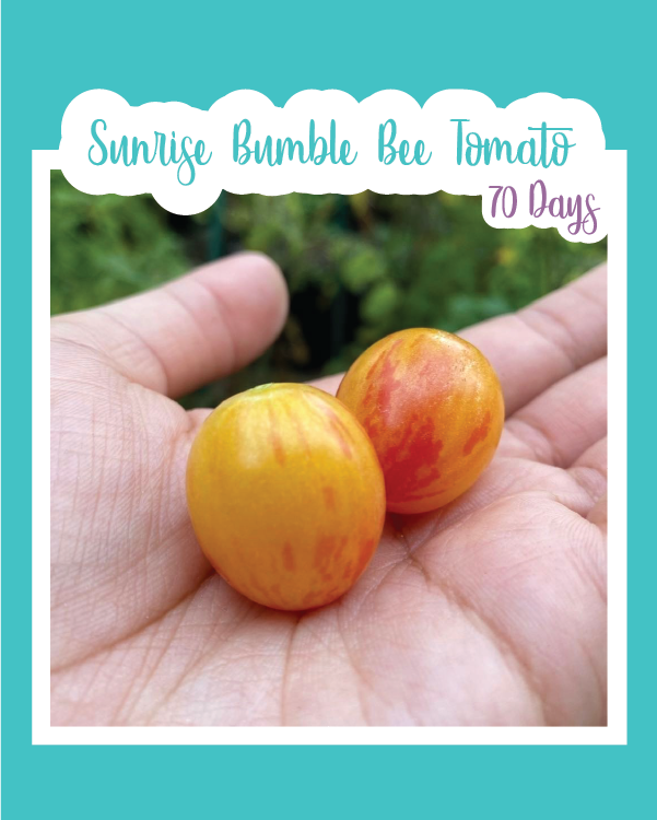 Sunrise Bumble Bee Tomato