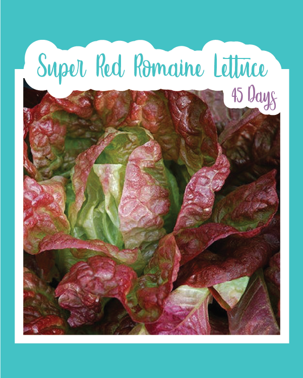 Super Red Romaine Lettuce
