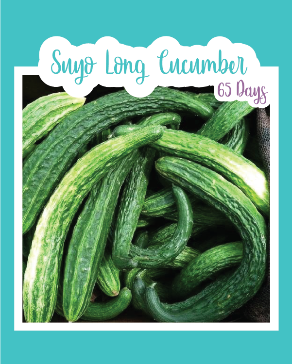 Suyo Long Cucumbers
