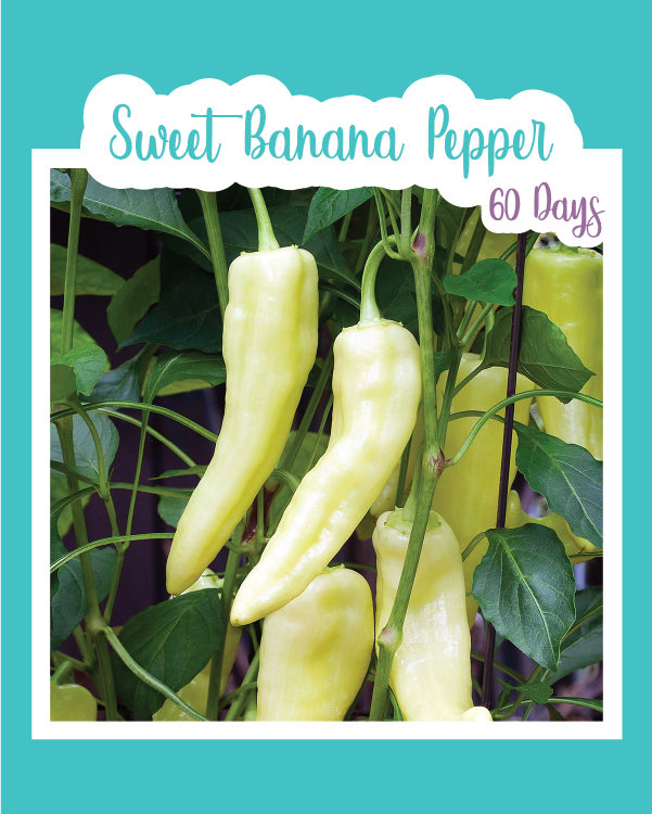 Sweet Banana Pepper