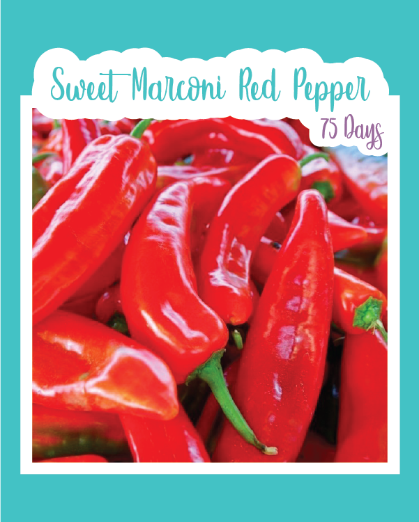 Sweet Marconi Red Pepper