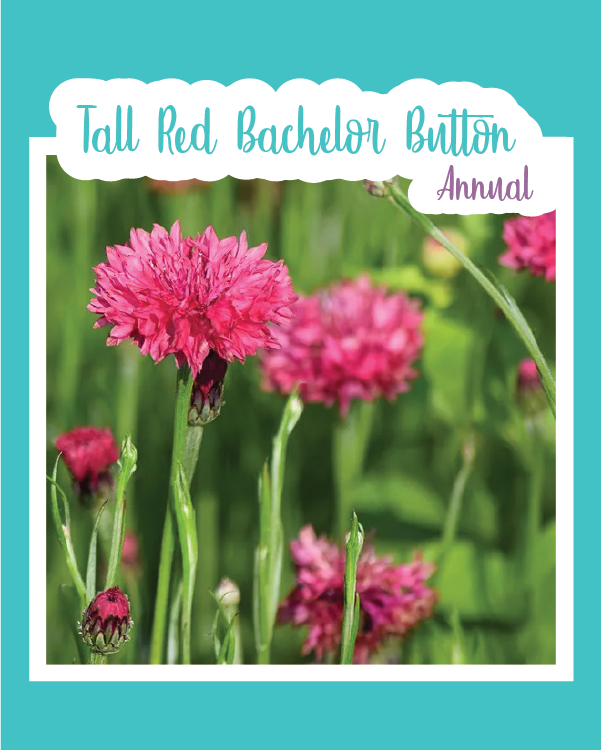 Tall Red Bachelor Button Cornflowers