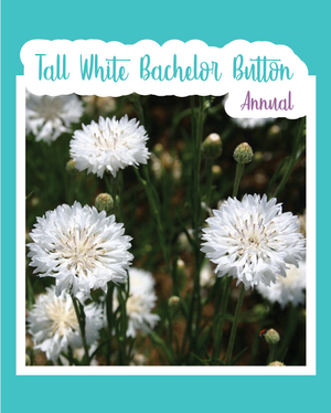 Tall White Bachelor Button Cornflowers