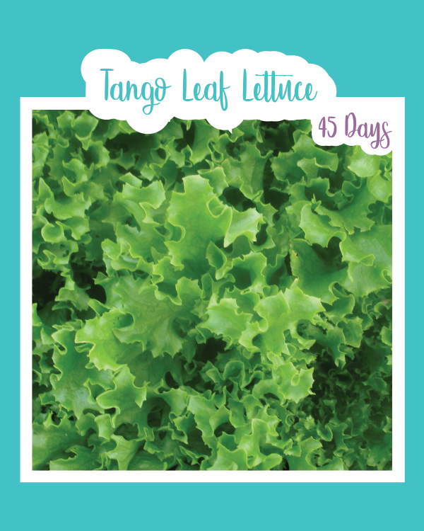 Tango Leaf Lettuce