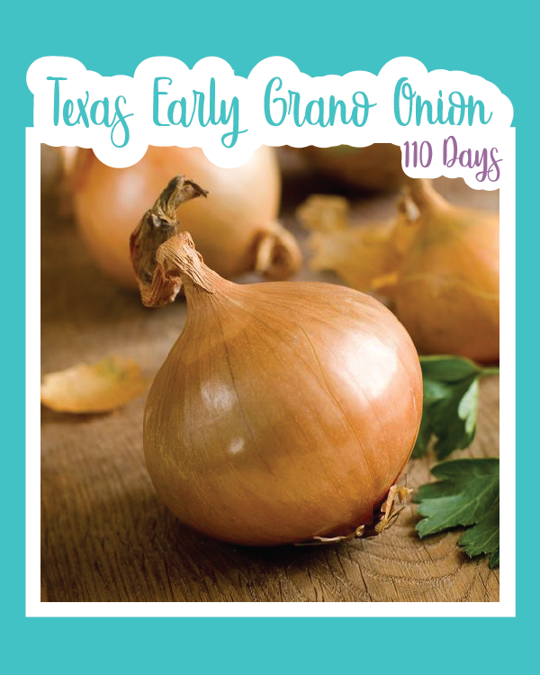 Texas Early Grano Onion