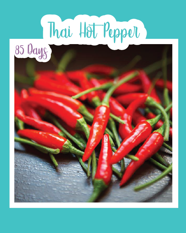 Thai Hot Pepper