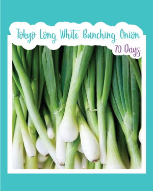 Tokyo Long White Bunching Onion