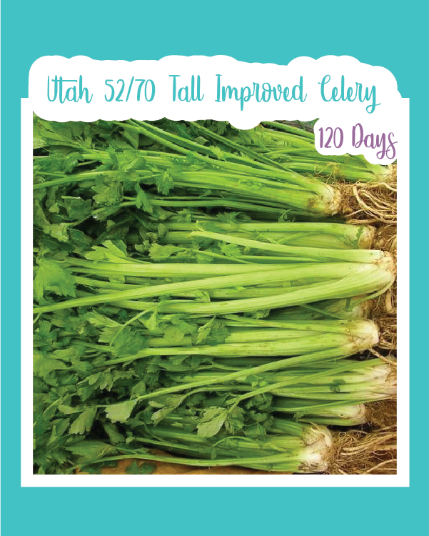 Utah 52/70 Tall Improved Celery