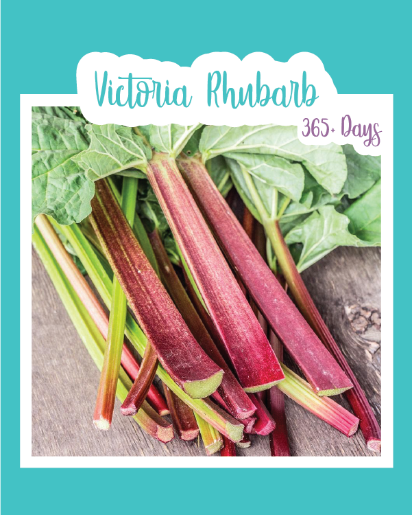 Victoria Rhubarb