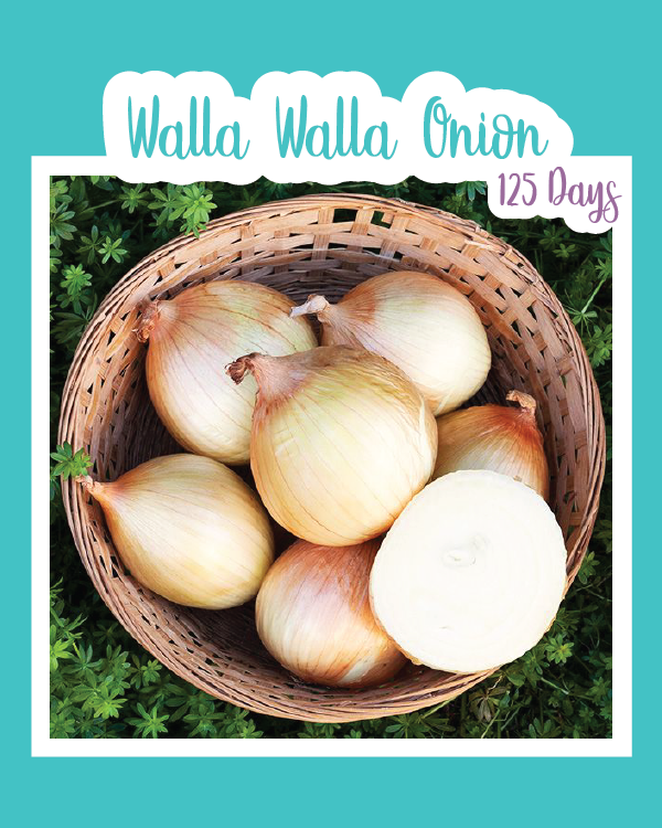 Walla Walla Onion