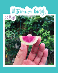 Watermelon Radish