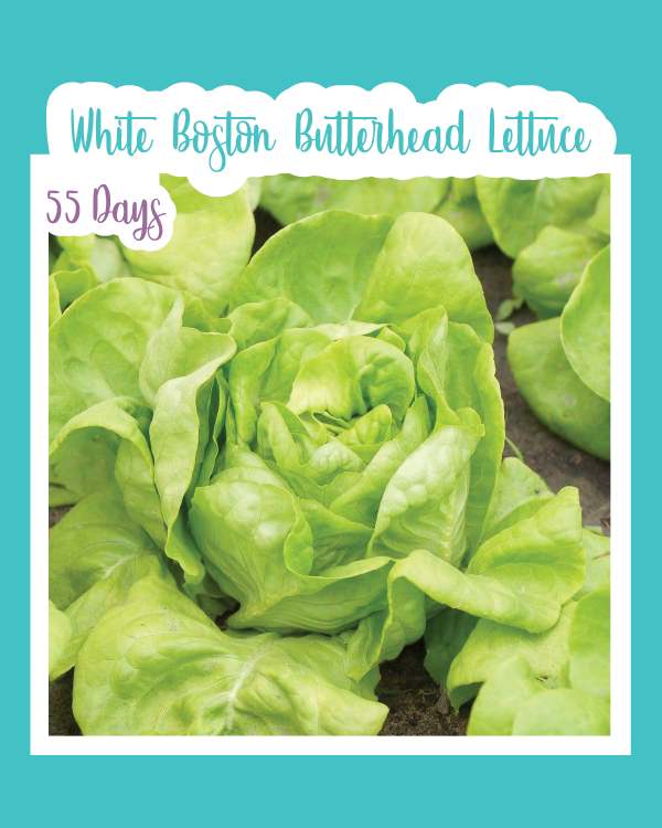 White Boston Butterhead Lettuce