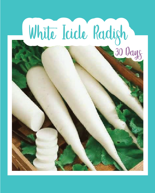White Icicle Radish