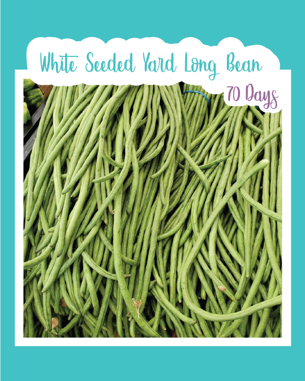 White Seeded Yard Long Bean