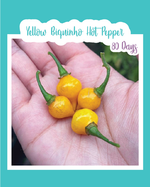 Yellow Biquinho Hot Pepper