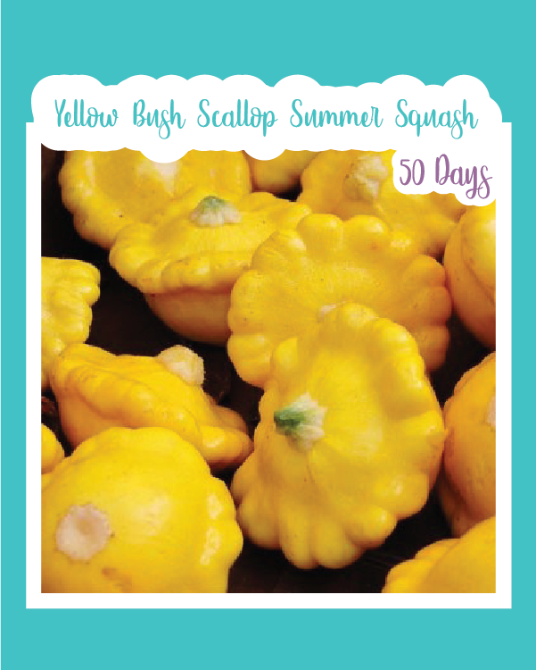 Yellow Bush Scallop (Summer Squash)