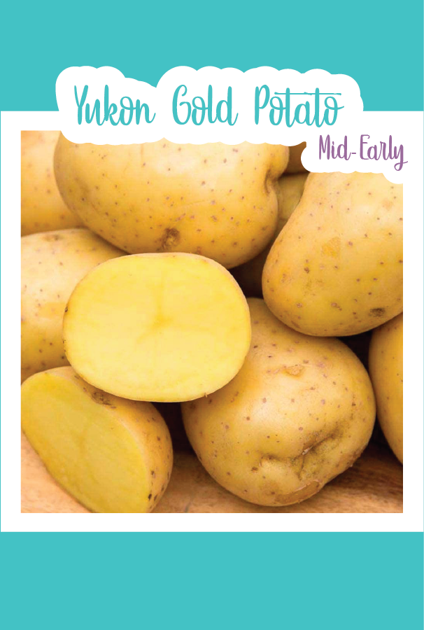 Organic Yukon Gold Seed Potato (Mid-Early)